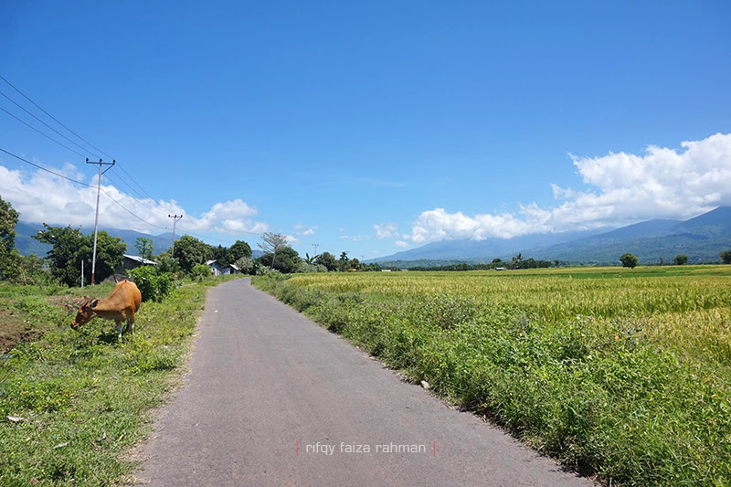 Lahan padi yang subur dibelah jalan beraspal di kecamatan Satar Mese, Kabupaten Manggarai, Nusa Tenggara Timur.